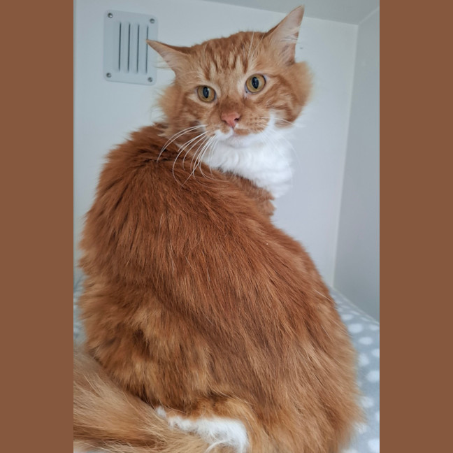 Photo of Mr Ginger (Pre.Solar Flare)