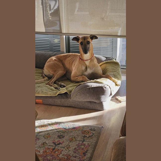 Photo of Bella, The Greyhound