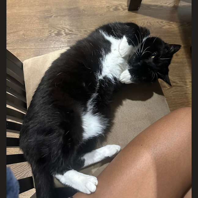 Photo of Socks 