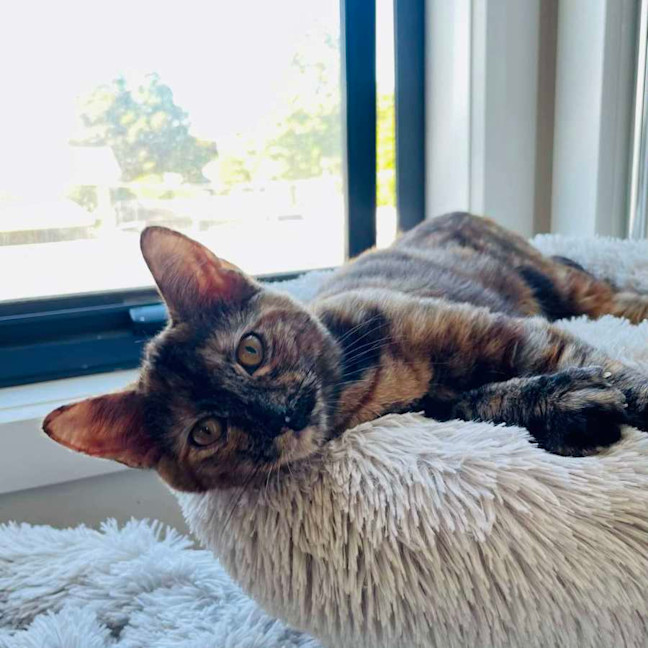 Photo of Maple   Located In Braybrook