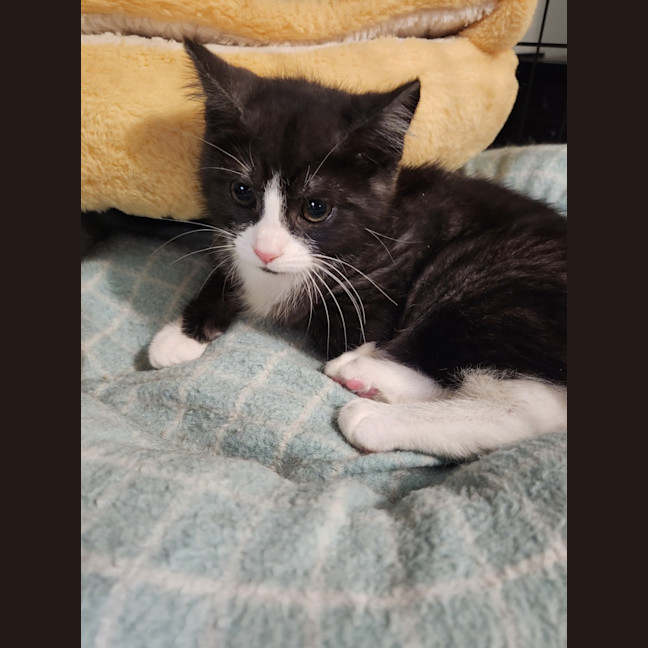 Photo of Princess