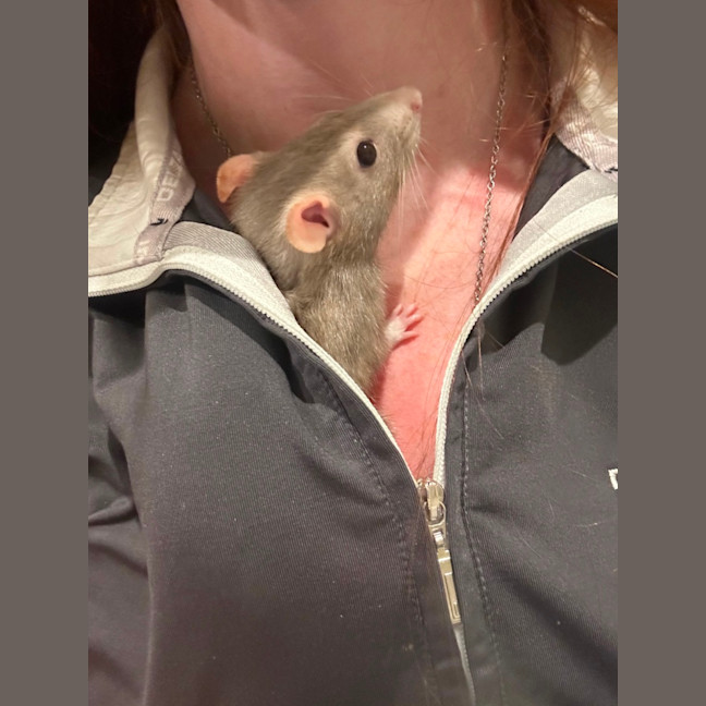 Photo of Biscuit & Cookie