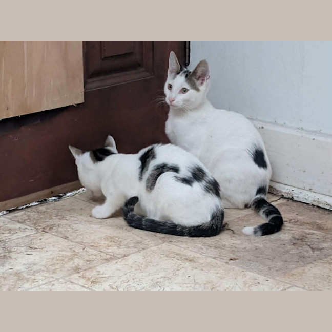 Photo of Pringles + Paella