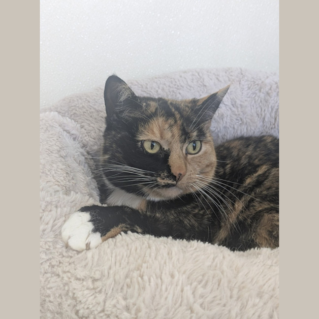 Photo of 🌖 Agatha 6518 🌖