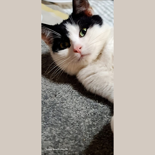 Photo of Meow Meow