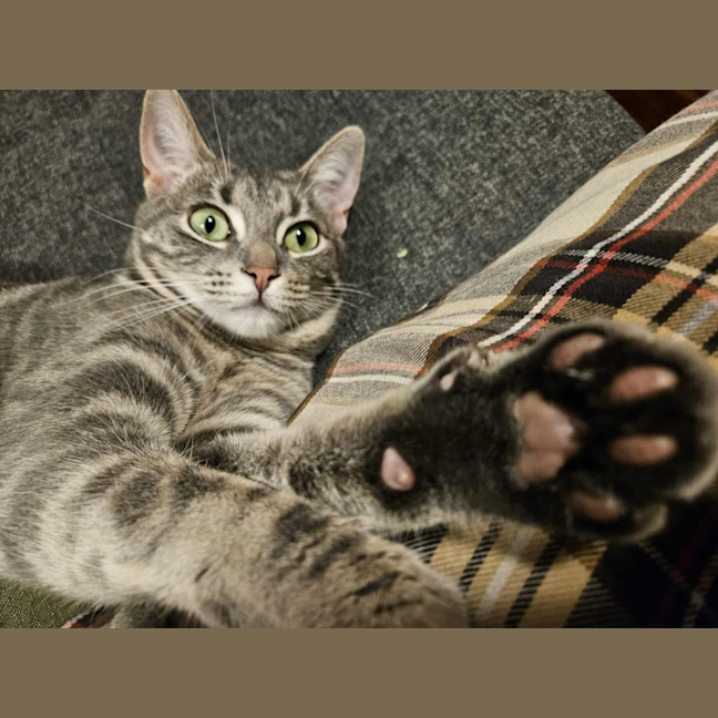 Photo of Luna   In Foster Care In In Preston