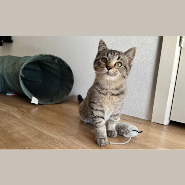 Photo of Siffrin