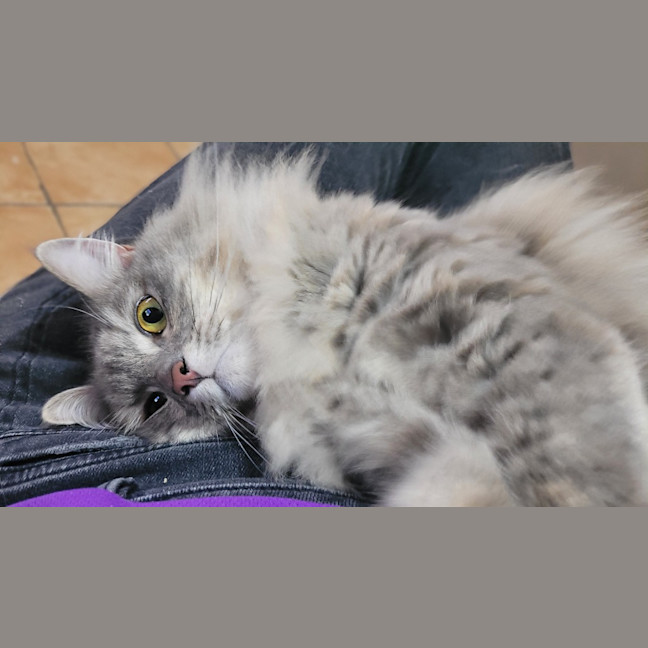 Photo of Misa