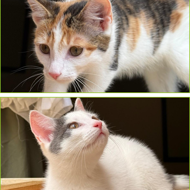 Photo of Finlay & Isla