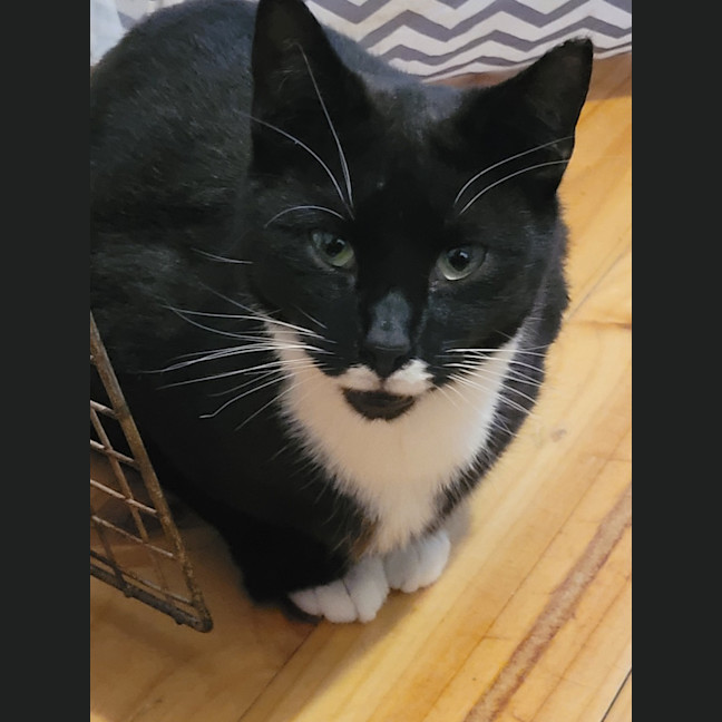 Photo of Moe