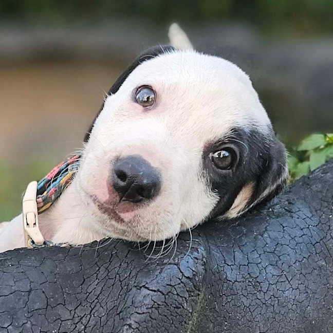 Photo of Jewel