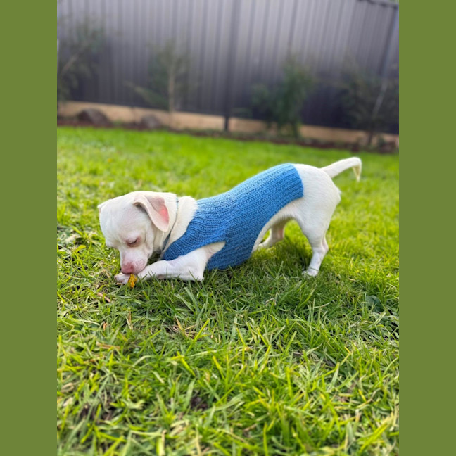 Photo of Jessie 