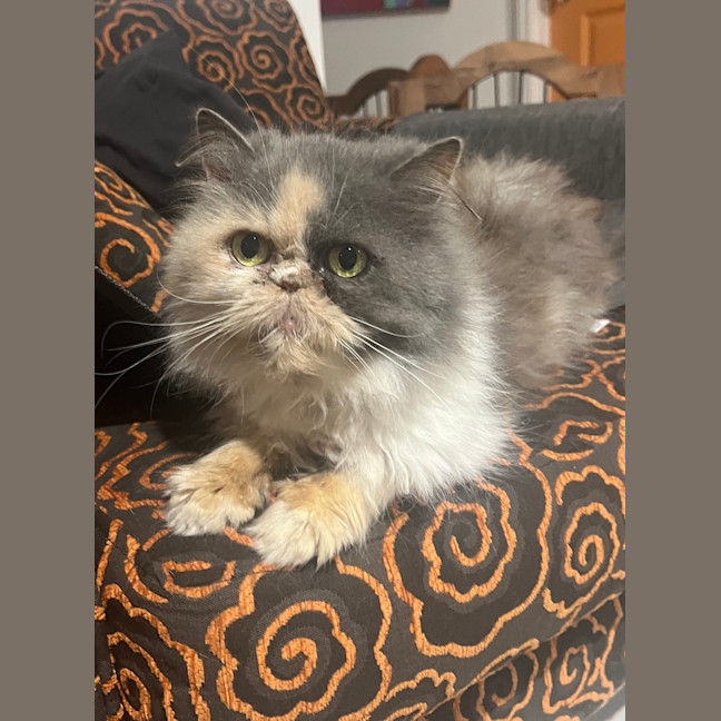 Photo of Boots Betty