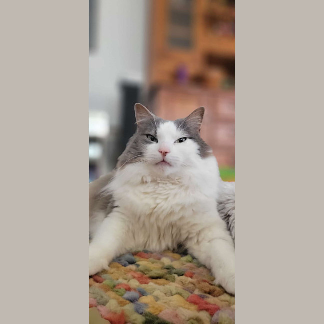 Photo of Sully   In Foster Care In Doncaster