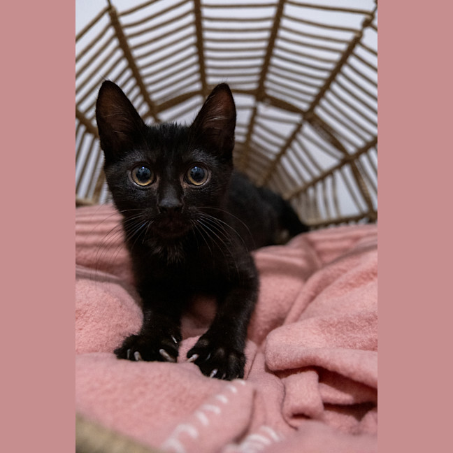 Photo of Slinky