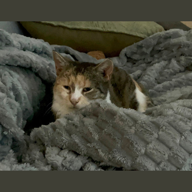 Photo of Peach