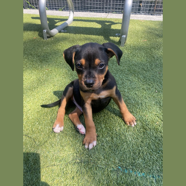 Photo of D1196 Wallace