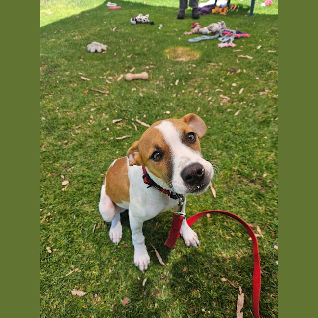 Photo of Lebron (Fizzler)