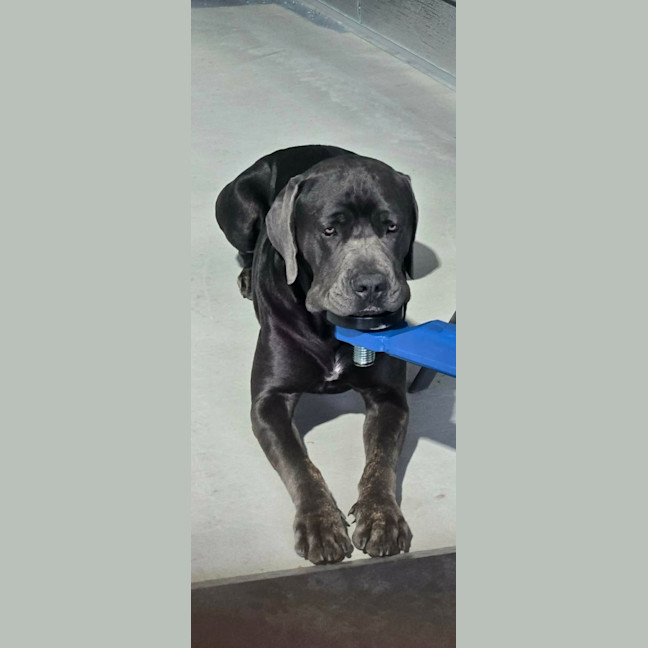 Photo of Clifford