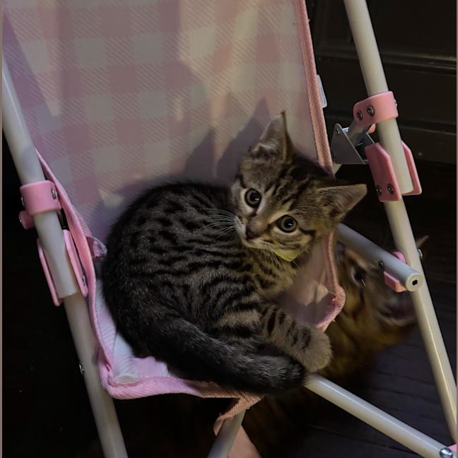 Photo of Loki