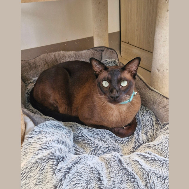 Photo of C1558 Timmy