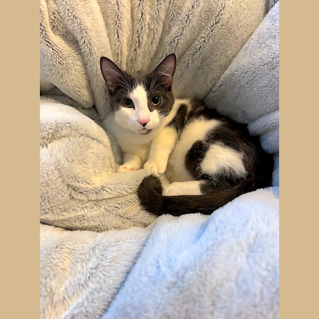 Photo of Dusty (Located In Glen Waverley)