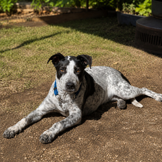 Photo of Nala