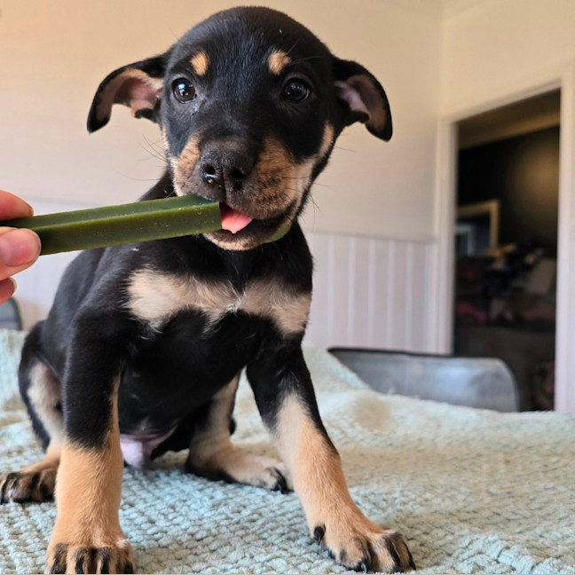 Photo of Kermit The Frog