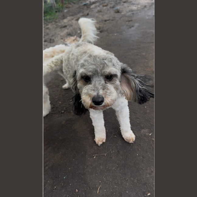 Photo of Sadie