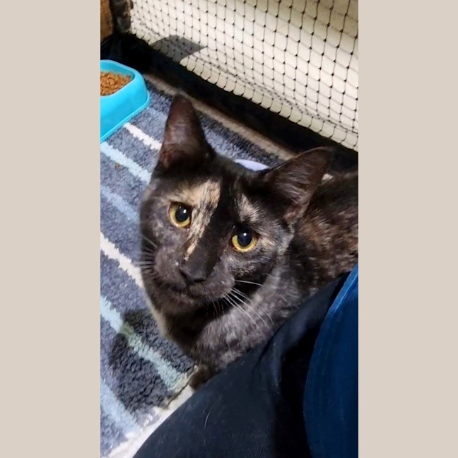 Photo of Scarlet
