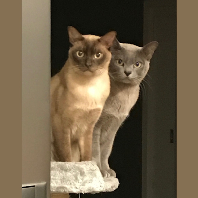 Photo of 🐾 Bonded Burmese Brothers Seeking A Forever Home 