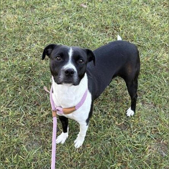 Photo of Izzy
