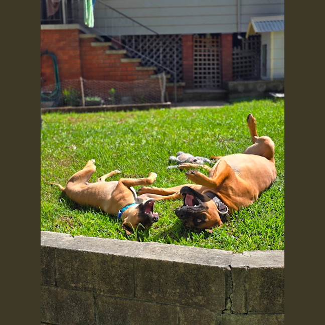 Photo of Teddy   6 Month Old Mastiff X