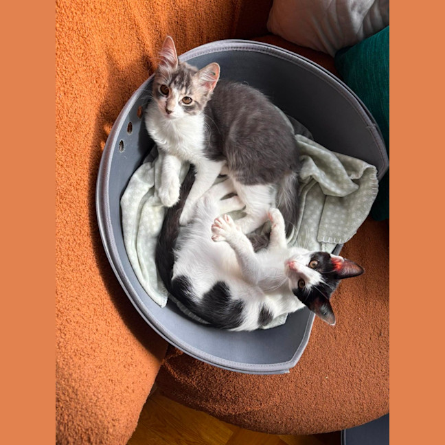 Photo of Louie