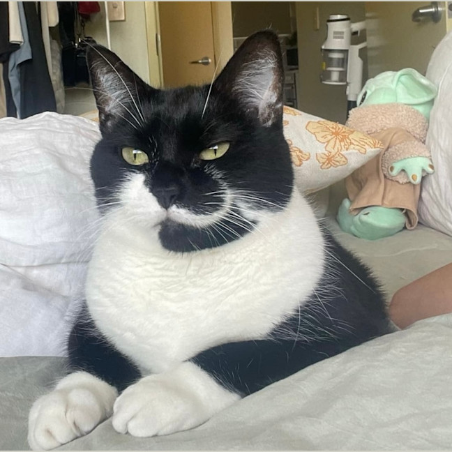 Photo of Zozo ❤️😻