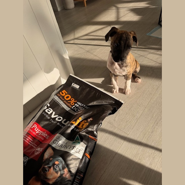 Photo of Luna   9 Week Old Ridgeback X