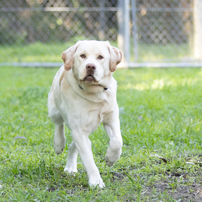 Photo of Simba