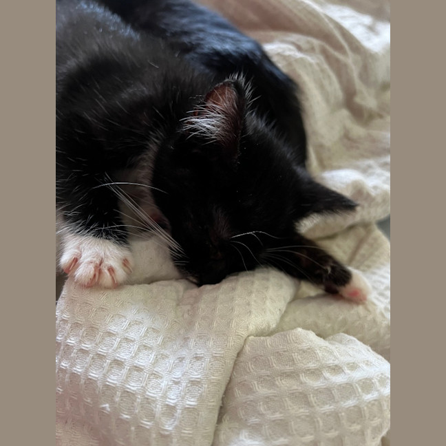 Photo of Checkers