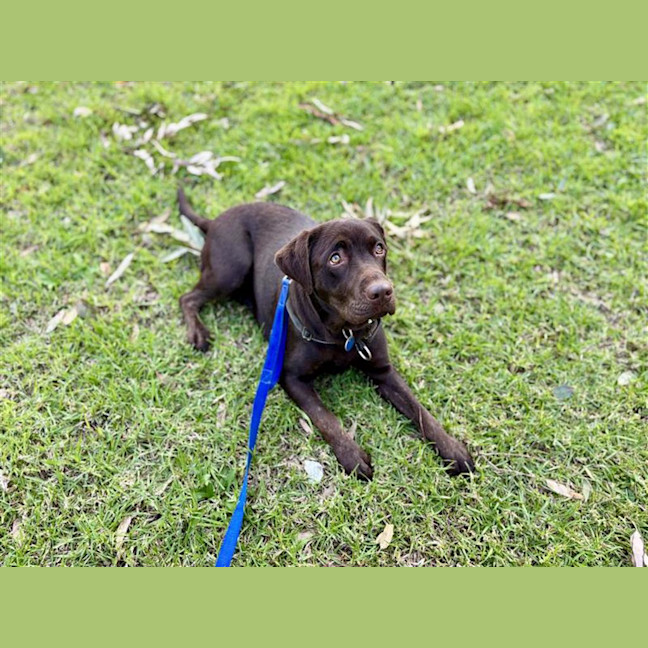 Photo of Ruby