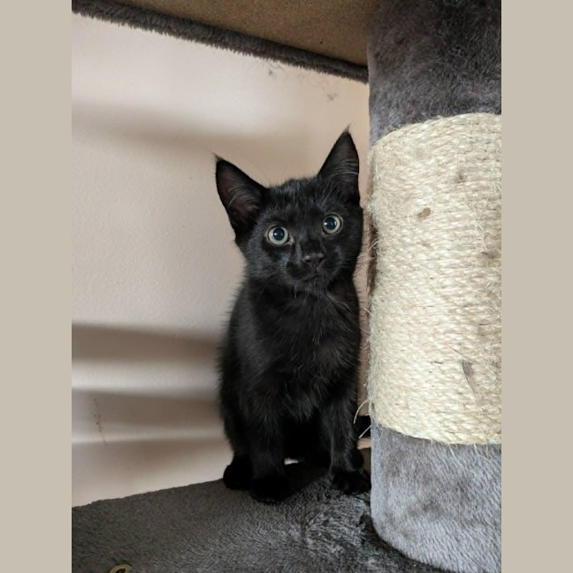 Photo of Apollo