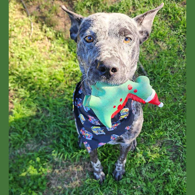 Photo of Peppa