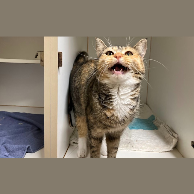 Photo of Yappa