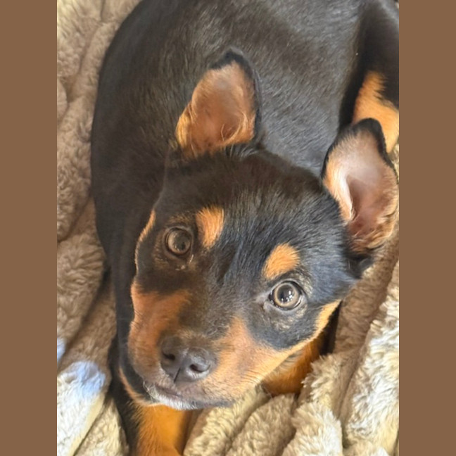 Photo of Thimble