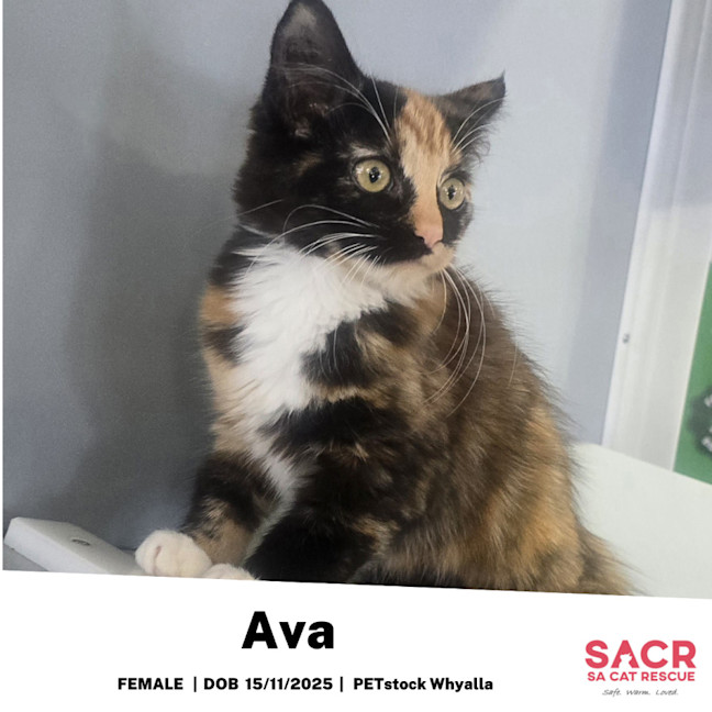 Photo of Ava