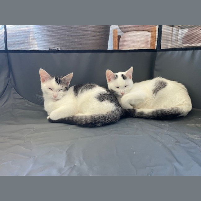 Photo of Alice (With Edward)