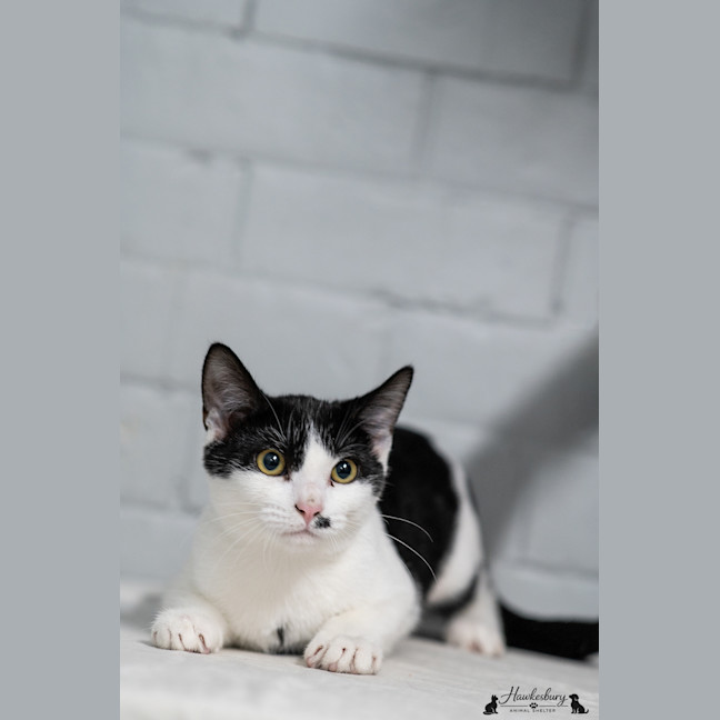 Photo of Oreo