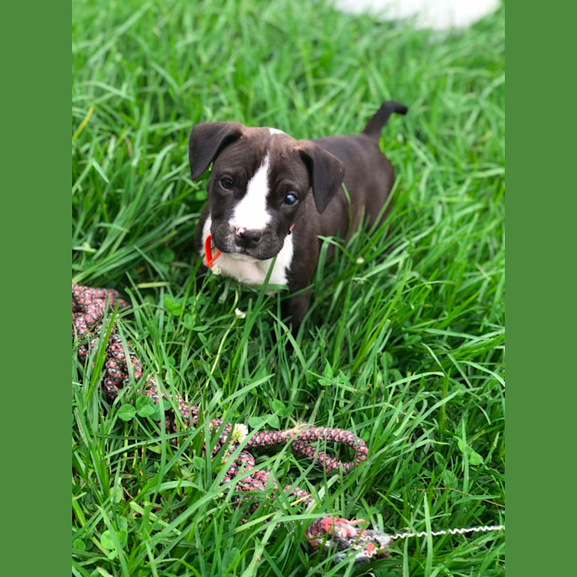 Photo of Staffy Pups