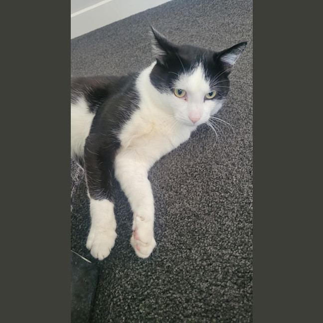 Photo of Lucky (Black & White)