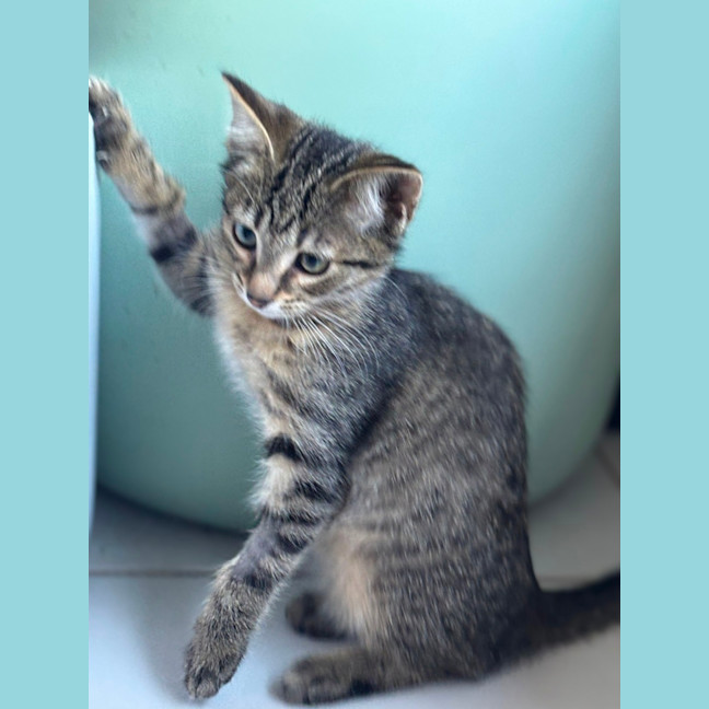 Photo of Pom Pom Meet Me @Petstock Mornington Nepean Hwy 