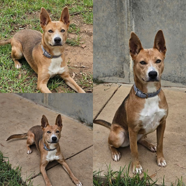 Photo of Nala